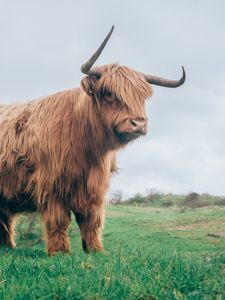 Preview wallpaper bull, horns, fur, grass