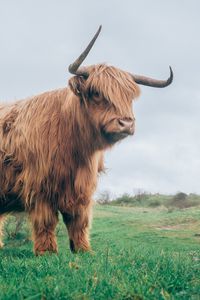 Preview wallpaper bull, horns, fur, grass