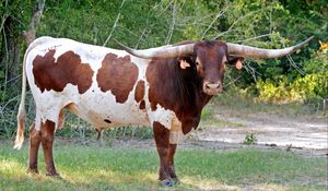 Preview wallpaper bull, horns, huge, grass, tag, grazing