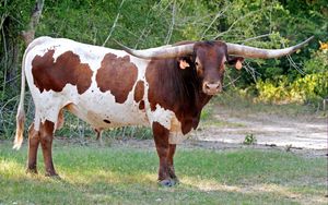 Preview wallpaper bull, horns, huge, grass, tag, grazing
