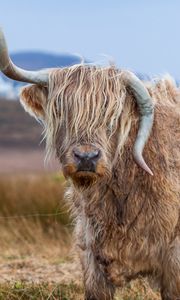 Preview wallpaper bull, horns, wool