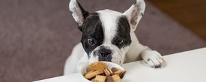 Preview wallpaper bulldog, cookies, look, appetite