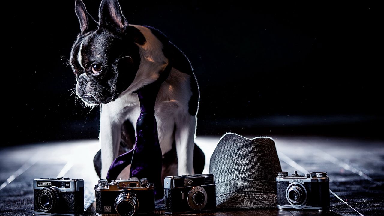 Wallpaper bulldog, costume, cameras, shadow, tie, dog