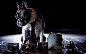 Preview wallpaper bulldog, costume, cameras, shadow, tie, dog