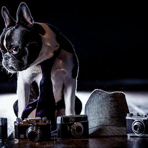 Preview wallpaper bulldog, costume, cameras, shadow, tie, dog