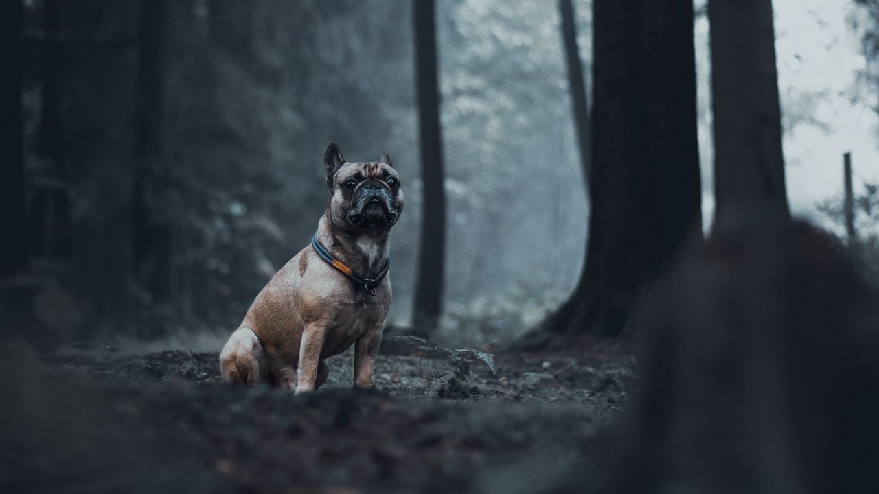 Wallpaper bulldog, dog, animal, forest