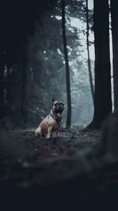 Preview wallpaper bulldog, dog, animal, forest