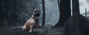 Preview wallpaper bulldog, dog, animal, forest