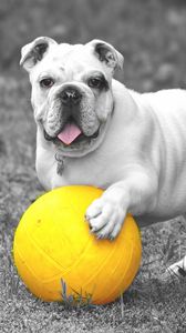 Preview wallpaper bulldog, dog, ball, playful