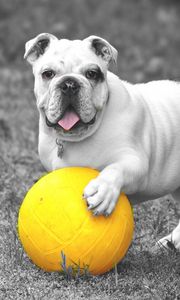 Preview wallpaper bulldog, dog, ball, playful