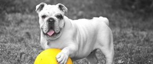 Preview wallpaper bulldog, dog, ball, playful