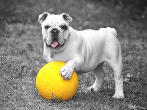 Preview wallpaper bulldog, dog, ball, playful