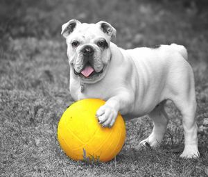 Preview wallpaper bulldog, dog, ball, playful