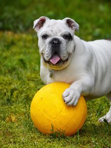 Preview wallpaper bulldog, dog, ball, tongue protruding, funny