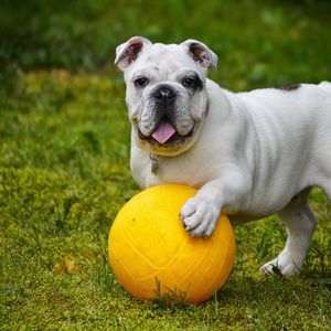 Preview wallpaper bulldog, dog, ball, tongue protruding, funny