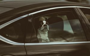 Preview wallpaper bulldog, dog, car, funny