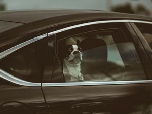 Preview wallpaper bulldog, dog, car, funny