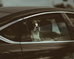 Preview wallpaper bulldog, dog, car, funny