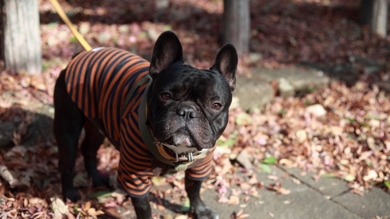 Wallpaper bulldog, dog, costume, walk