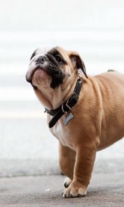 Preview wallpaper bulldog, dog, dog collar, muzzle