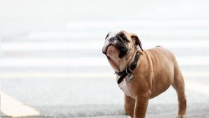 Preview wallpaper bulldog, dog, dog collar, muzzle