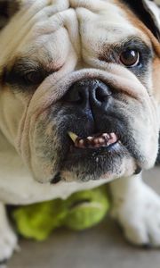 Preview wallpaper bulldog, dog, face, teeth