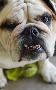 Preview wallpaper bulldog, dog, face, teeth