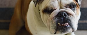 Preview wallpaper bulldog, dog, face, teeth