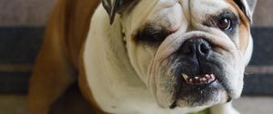 Preview wallpaper bulldog, dog, face, teeth