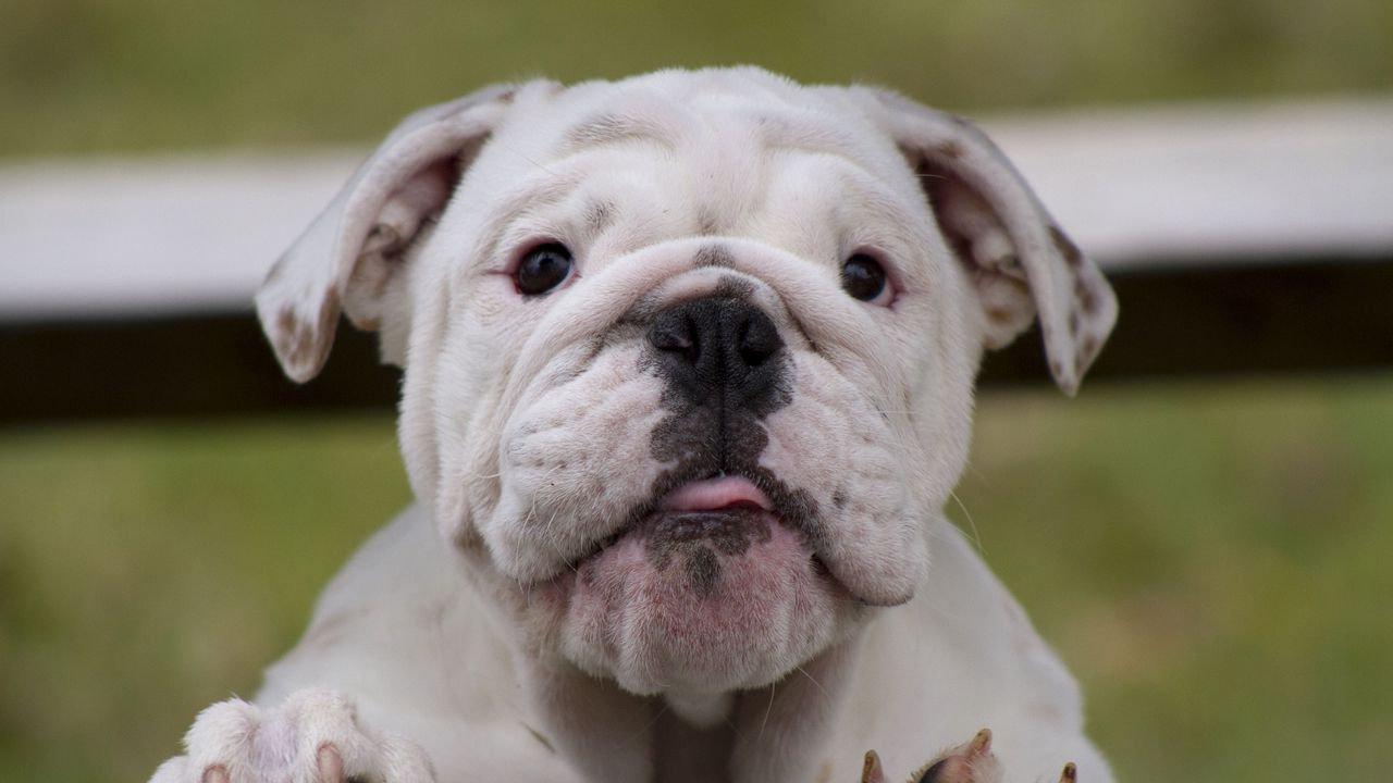 Wallpaper bulldog, dog, face, fat, watch