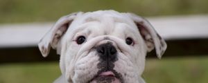 Preview wallpaper bulldog, dog, face, fat, watch