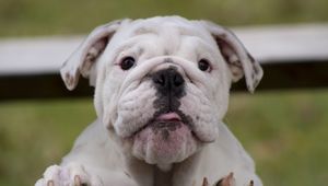 Preview wallpaper bulldog, dog, face, fat, watch