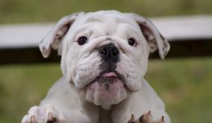 Preview wallpaper bulldog, dog, face, fat, watch