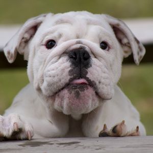 Preview wallpaper bulldog, dog, face, fat, watch