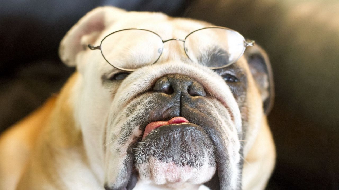 Wallpaper bulldog, dog, face, eyes, glasses