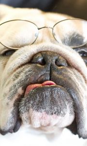 Preview wallpaper bulldog, dog, face, eyes, glasses