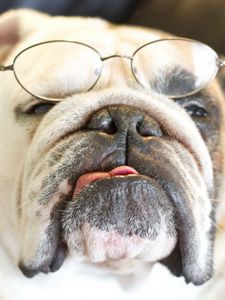 Preview wallpaper bulldog, dog, face, eyes, glasses