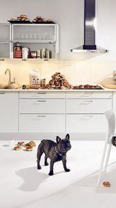 Preview wallpaper bulldog, dog, kitchen, food