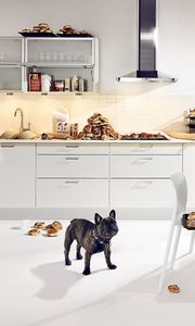 Preview wallpaper bulldog, dog, kitchen, food