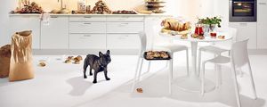 Preview wallpaper bulldog, dog, kitchen, food