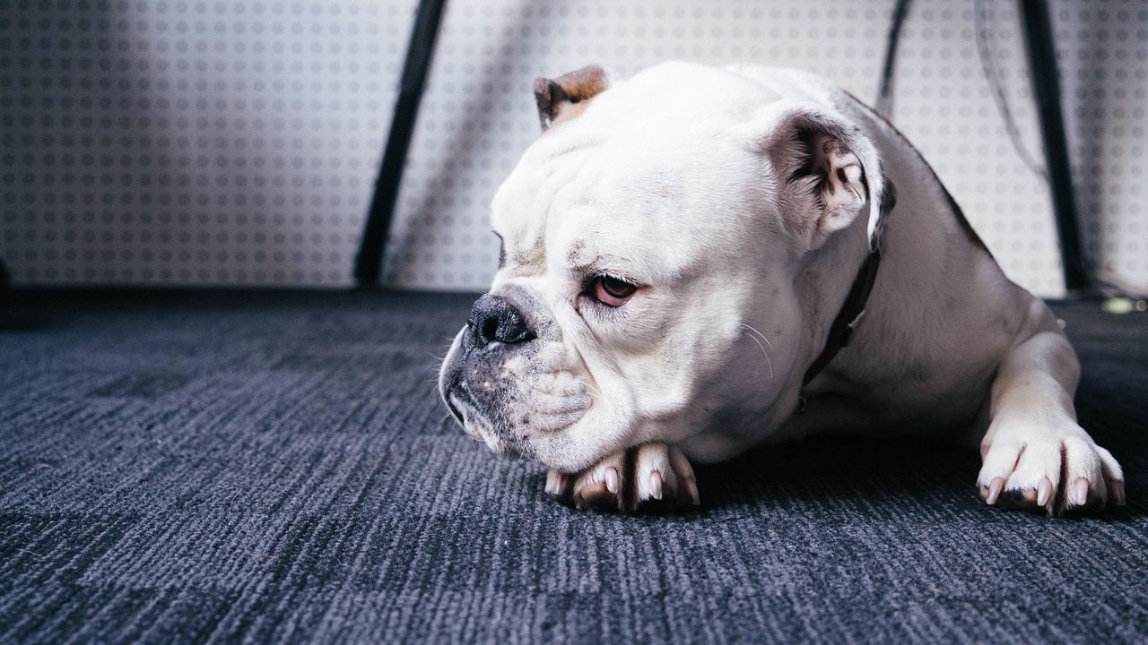 Wallpaper bulldog, dog, muzzle, lying