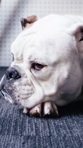 Preview wallpaper bulldog, dog, muzzle, lying