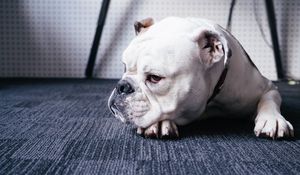 Preview wallpaper bulldog, dog, muzzle, lying