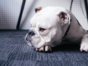 Preview wallpaper bulldog, dog, muzzle, lying