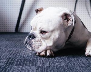 Preview wallpaper bulldog, dog, muzzle, lying