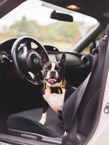 Preview wallpaper bulldog, dog, pet, protruding tongue, car, salon