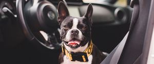 Preview wallpaper bulldog, dog, pet, protruding tongue, car, salon