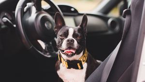 Preview wallpaper bulldog, dog, pet, protruding tongue, car, salon