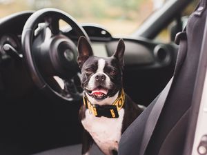 Preview wallpaper bulldog, dog, pet, protruding tongue, car, salon