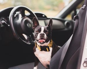 Preview wallpaper bulldog, dog, pet, protruding tongue, car, salon